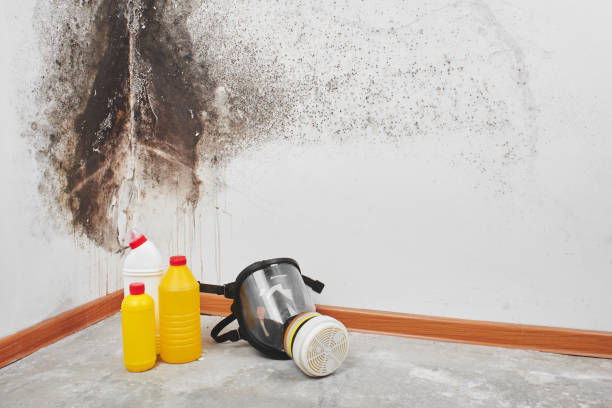 Best Professional Mold Removal  in Hansville, WA