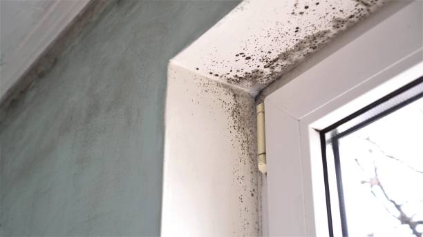 Best Black Mold Removal  in Hansville, WA