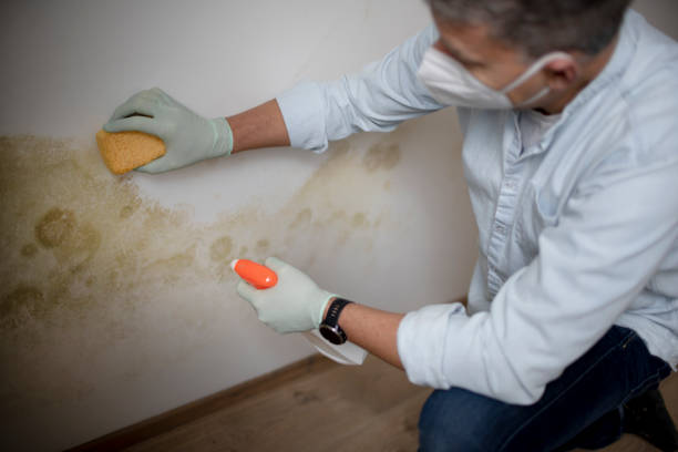 Best Certified Mold Removal  in Hansville, WA