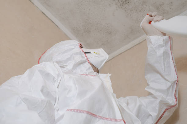Best Mold Damage Repair  in Hansville, WA
