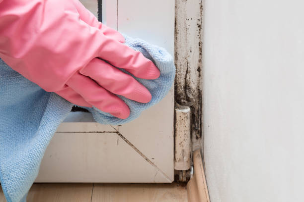 Best Attic Mold Removal  in Hansville, WA